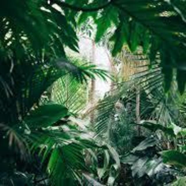 Honeymoon- Jungle Tour