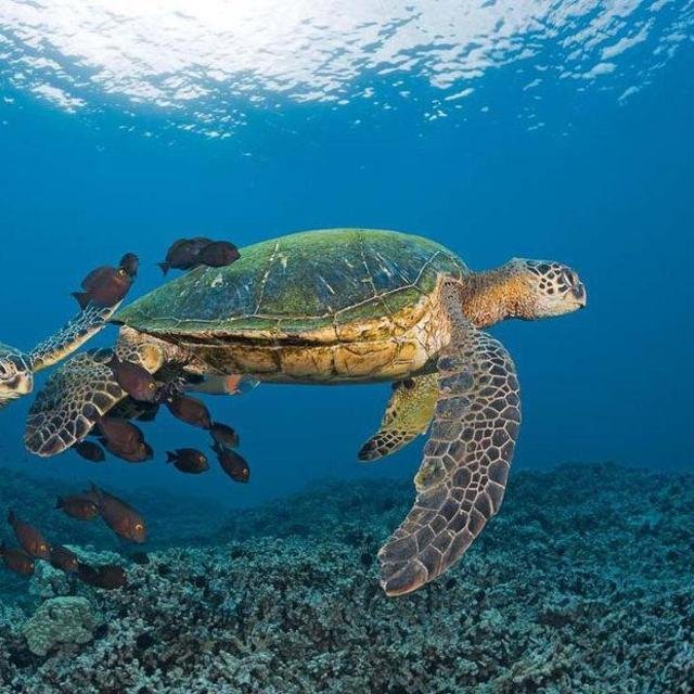 Honeymoon: Scuba Diving Adventures