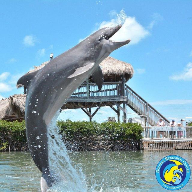 Dolphin Research Center on Honeymoon