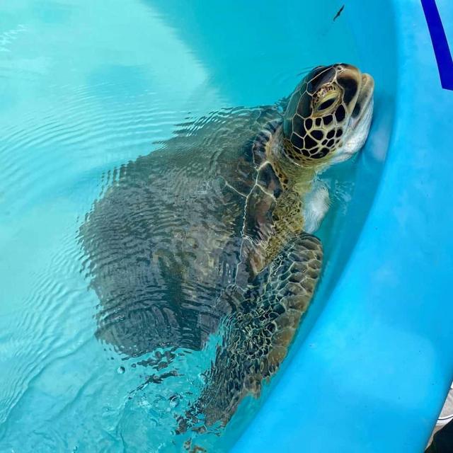 Turtle Hospital on Honeymoon