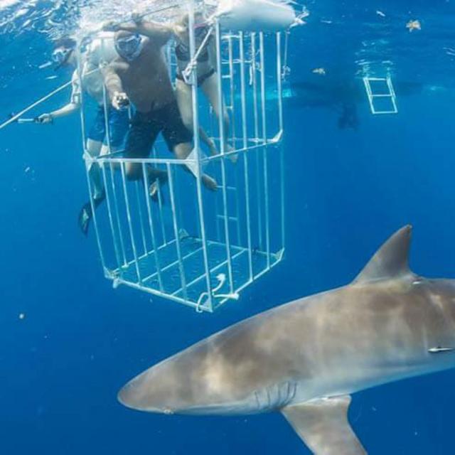 Shark Diving on Honeymoon