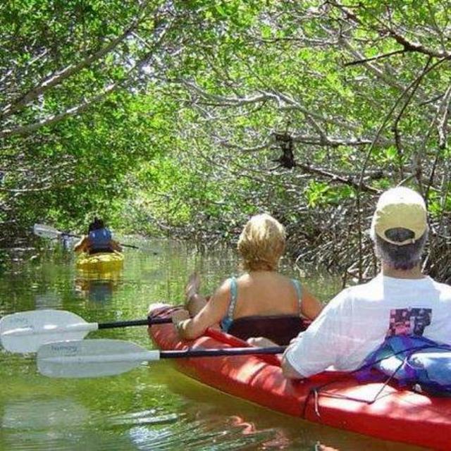 Mangrove Kayaking on Honeymoon