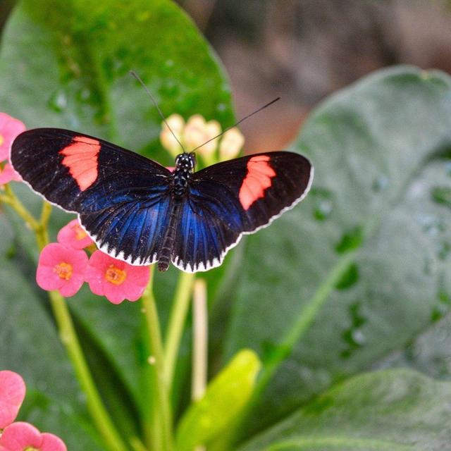 Key West Butterfly and Nature Conservancy on Honeymoon
