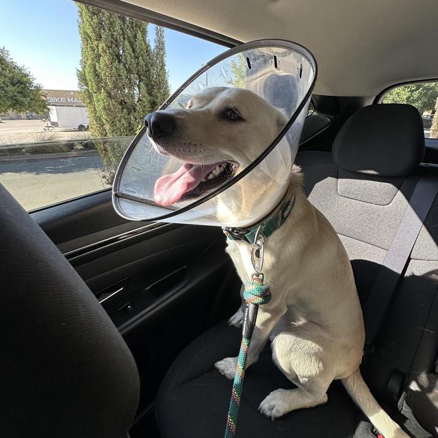 Campbell's Surgery Fund