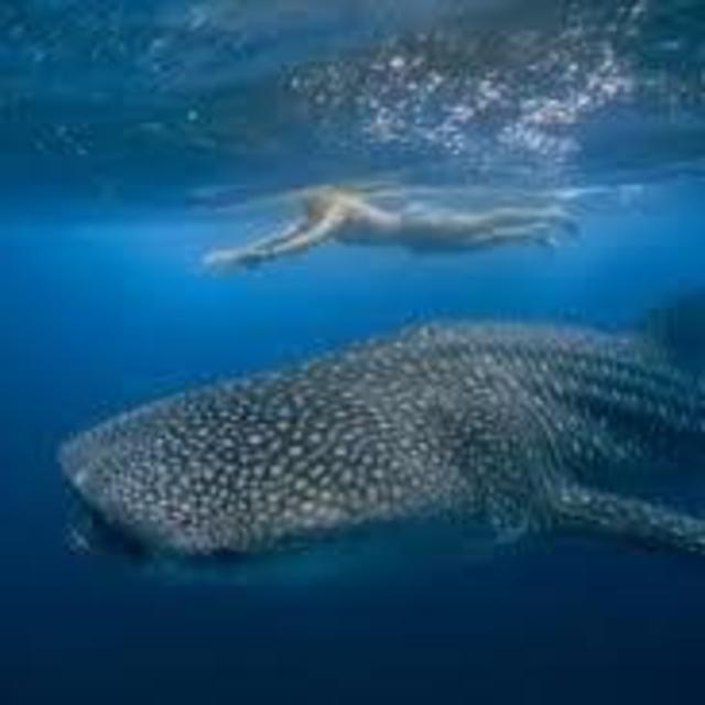 Swim with the whale sharks