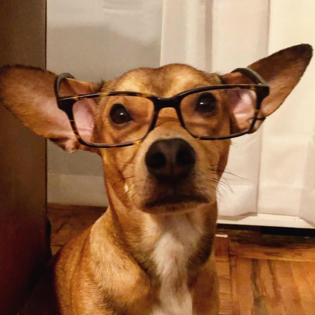 Malcolm’s College Fund (Our New Dog)