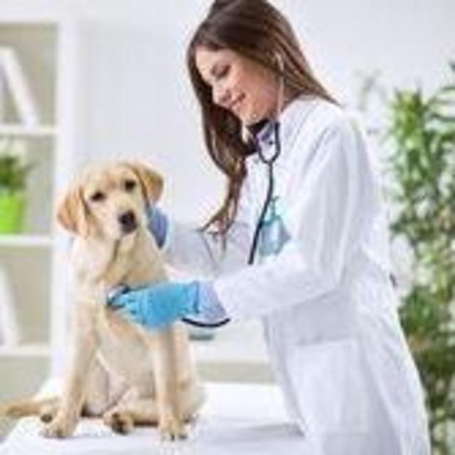 Vet Check-Ups