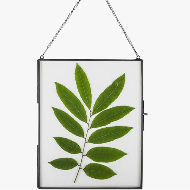 NCYP 14.2" x 11" Large Black Wall Hanging Painted Brass Glass Artwork Certificate Photo Picture Display Frame Ornament Plant Specimen Clip Modern Vertical Decor Card Holder Large, Glass Frame Only