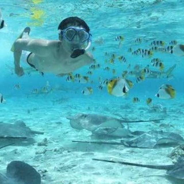 Shark & Ray Feeding Excursion