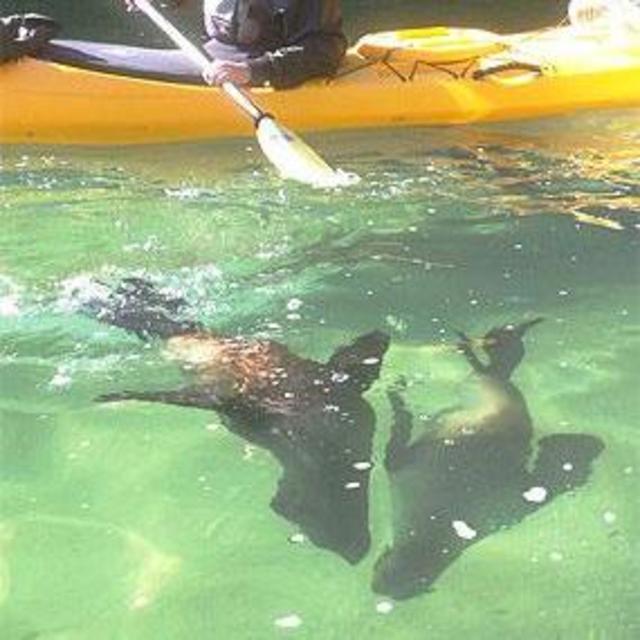 Seakayaking in Abel Tasman   The Sea Kayak Company