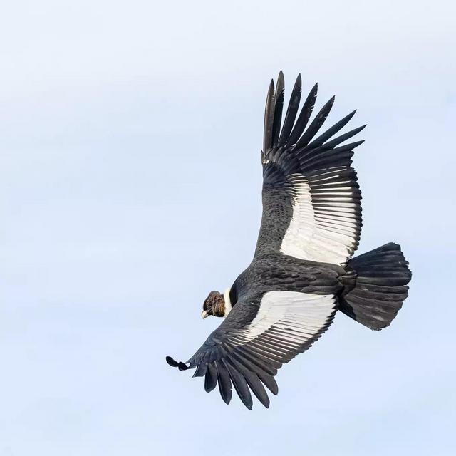 Full-Day Birdwatching Tour to see Condors on our Honeymoon