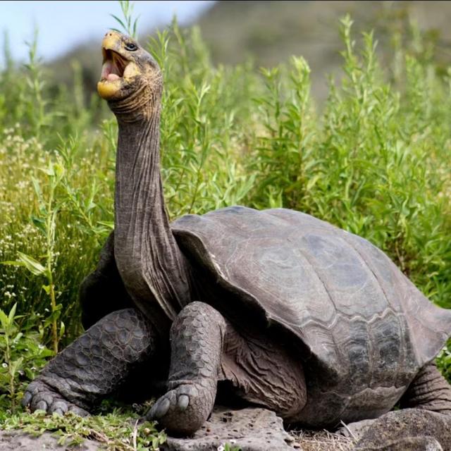 Flights from Quito to Galapagos for our Honeymoon