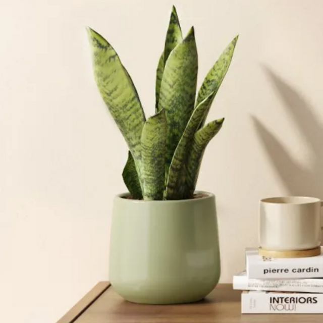 easyplant Snake Plant