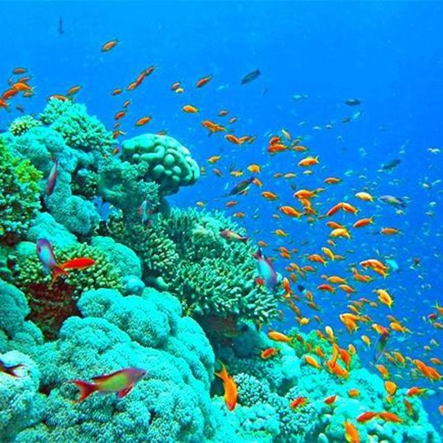 Honeymoon Snorkel Trip