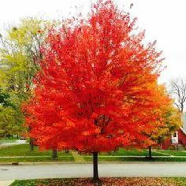 Maple Tree
