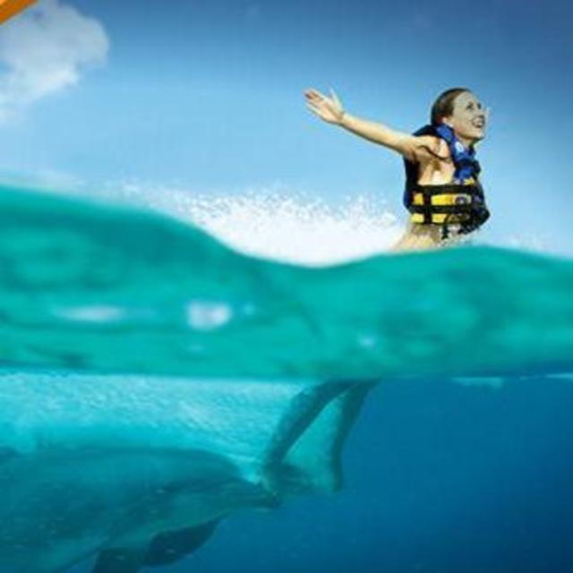 Swim with dolphins