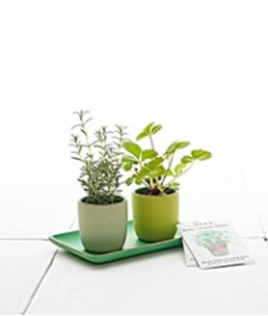 Herb Garden Set - Heath Ceramics