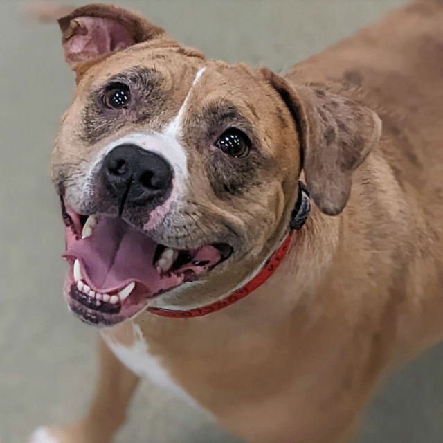 Anti-Cruelty Society, Chicago