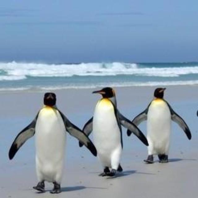 Trip to Cape of Good Hope and Penguin beach