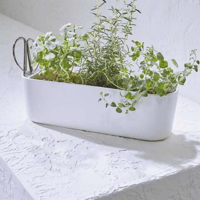 Herb Planter with Scissors