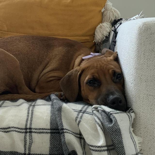 Donations to Northeast Ohio SPCA