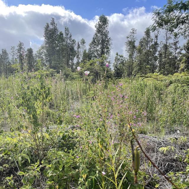 Our Future Home Sanctuary and Garden