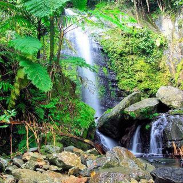 El Yunque Rainforest Half-Day Trip from San Juan