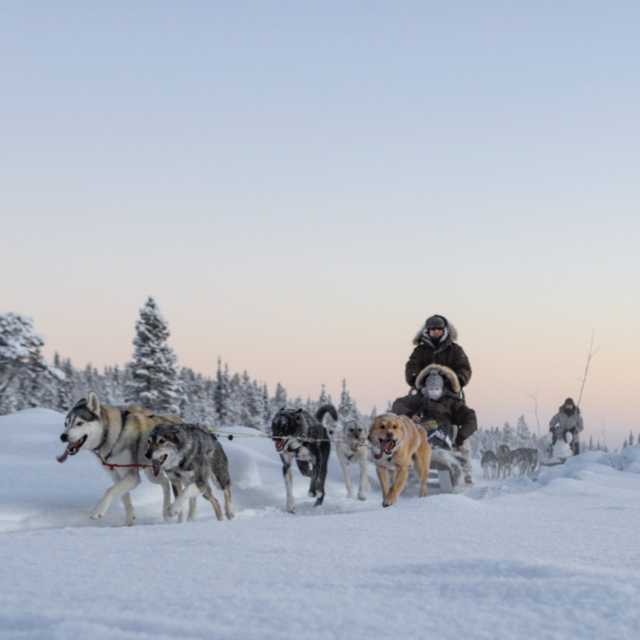 Snowdog Adventure in Lapland