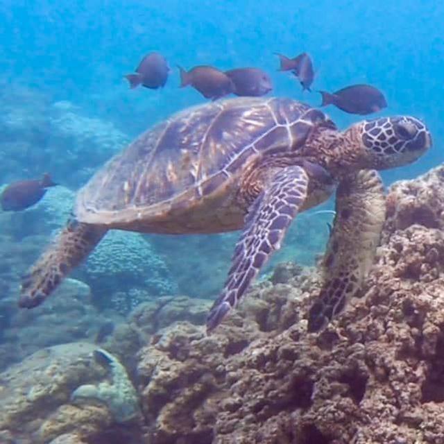 Snorkel & Sail in Maui