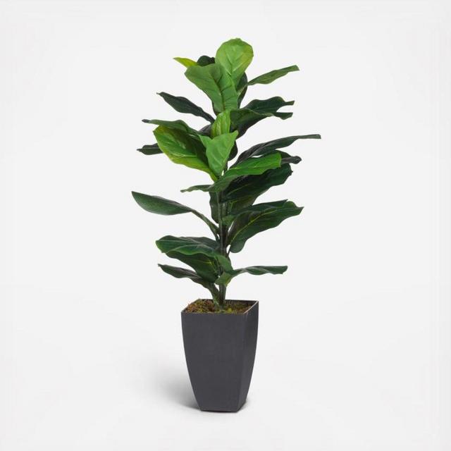 Potted Fiddle-Leaf Fig Plant