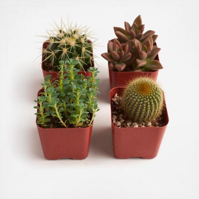 4-Piece 2" Cactus & Succulent Collection
