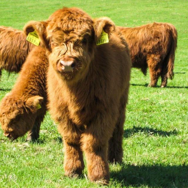 Miniature Cow Fund 🐮
