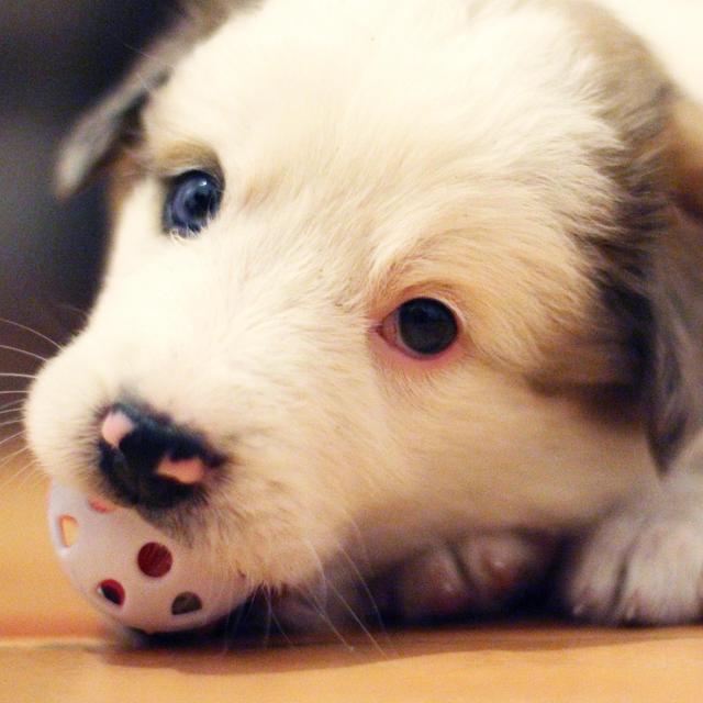 Puppy Fund