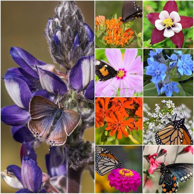 Package of 30,000 Seeds, Bird and Butterfly Wildflower Mixture (100% Pure Live Seed) Non-GMO Seeds by Seed Needs …