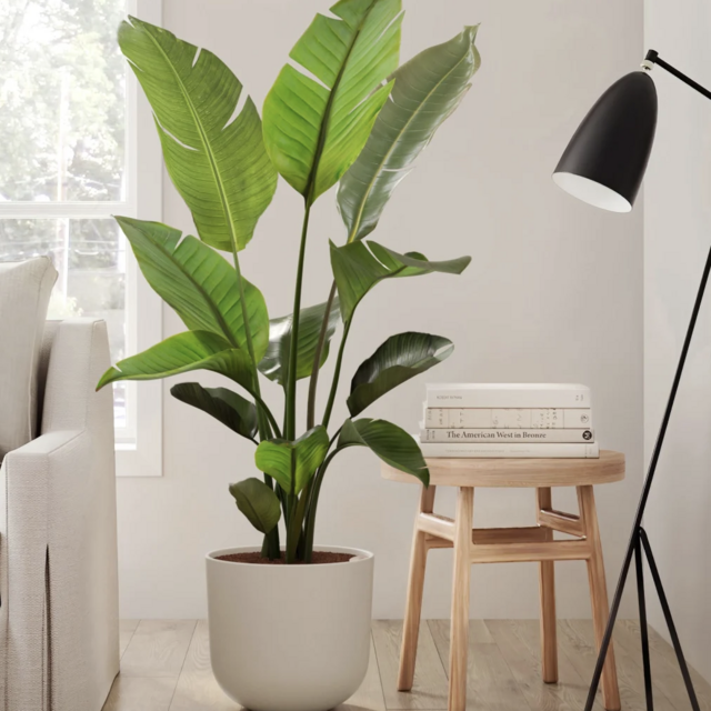 White Bird of Paradise