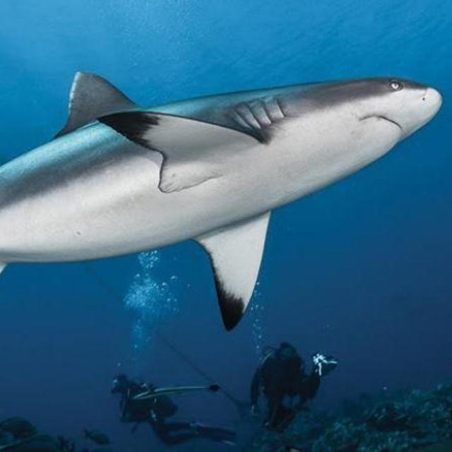 SSI Shark Ecology Course & Shark Dive with TOPDIVE Moorea (2)