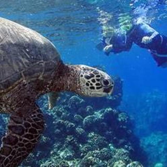Snorkeling Adventure- Maui Turtle Adventure