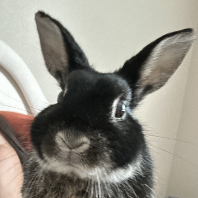 Georgie's College Fund