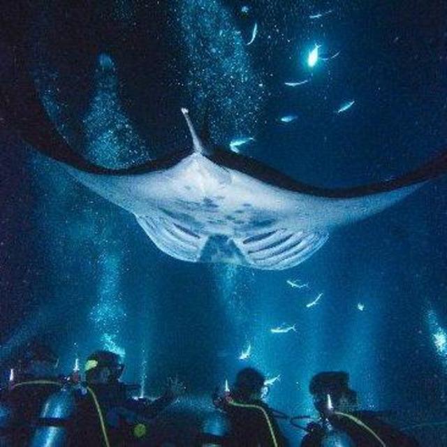 Night Snorkeling w/ Manta Rays on Big Island