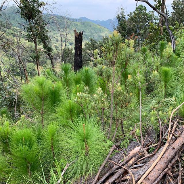 Restore Parque Nacional El Tepozteco