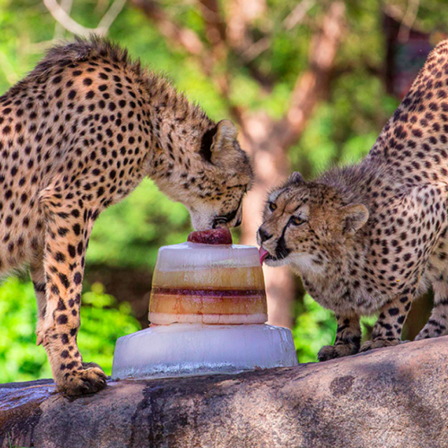 Dessert is very important
