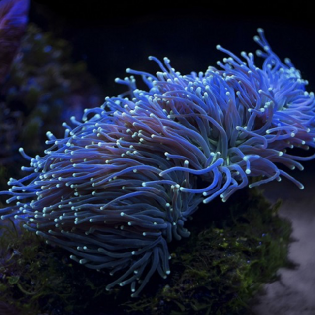 UV NIGHT SNORKELLING