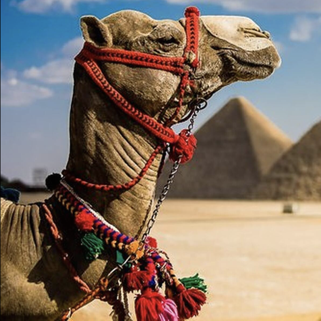Camel Ride Around The Pyramids & Sphinx