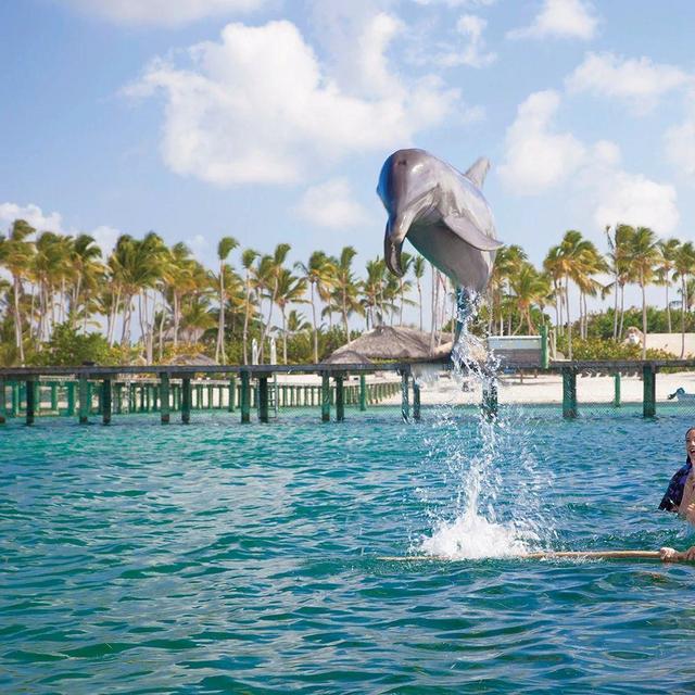 Swimming with the Dolphins