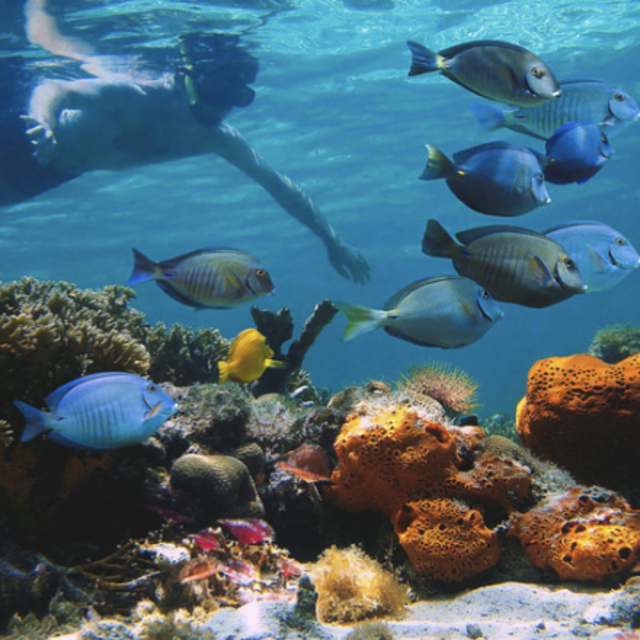 Snorkeling the Worlds Third Largest Barrier Reef