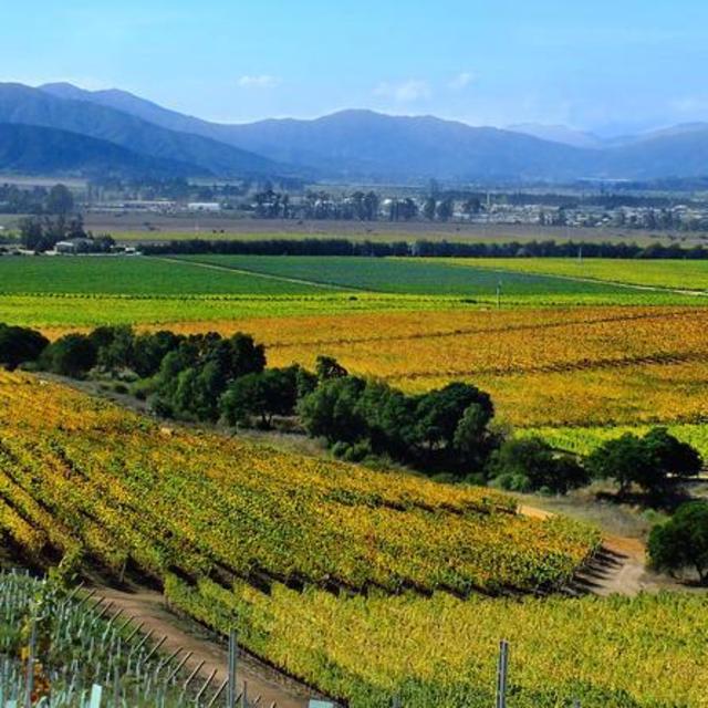 Wine Tour in Casablanca Valley