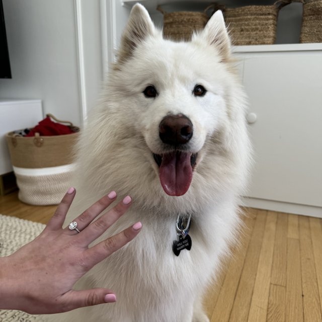 Samoyed fund