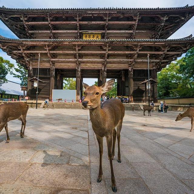 Day Trip to Nara