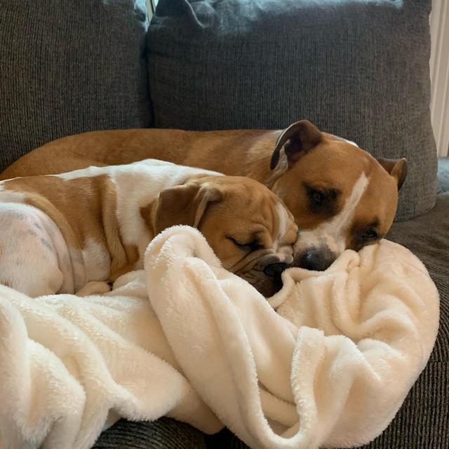 Pet Hotel Fund for Our Honeymoon