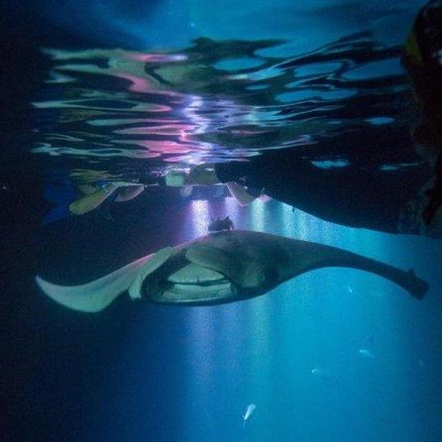 Night Manta Ray Snorkeling